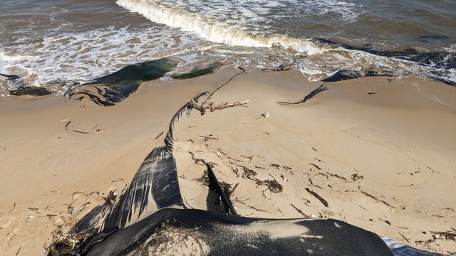 Hàng trăm nghìn mét khối cát nhiễm mặn sau nạo vét có nguy cơ trôi lại về biển- Ảnh 3.