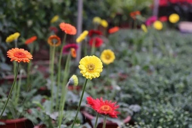 Nhà vườn tất bật chuẩn bị hoa và cây cảnh cho thị trường ngày Tết- Ảnh 4.