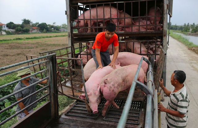 Phải chấm dứt tình trạng nhập lậu động vật để nguồn thịt lợn trong nước đảm bảo an toàn vệ sinh thực phẩm- Ảnh 2.