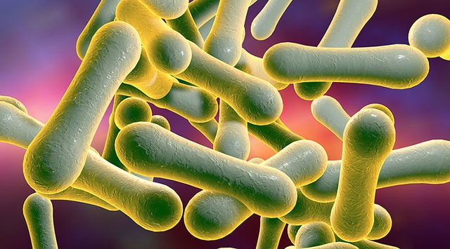 Vi khuẩn bạch hầu có thể gây ra các bệnh lâm sàng viêm nhiễm ở đường hô hấp trên. Ảnh minh họa