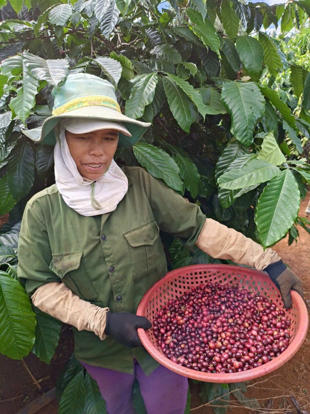 Canh cánh nỗi lo bị trộm cắp trong mùa thu hoạch cà phê- Ảnh 1.
