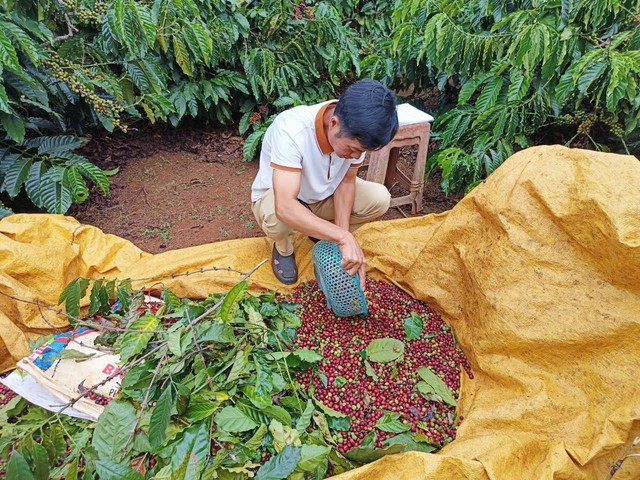 Canh cánh nỗi lo bị trộm cắp trong mùa thu hoạch cà phê- Ảnh 2.