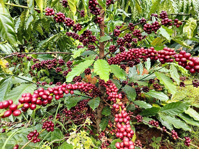 Canh cánh nỗi lo bị trộm cắp trong mùa thu hoạch cà phê- Ảnh 4.