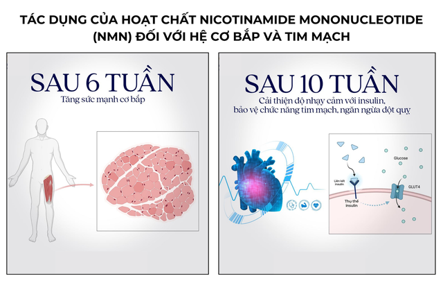 Bổ sung NMN giúp hỗ trợ chống lão hóa người tuổi trung niên- Ảnh 2.