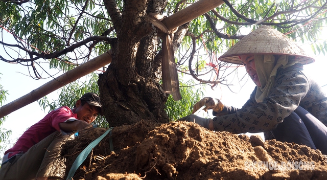 Nông dân kiếm bạc triệu mỗi ngày nhờ đánh 'đào khủng'- Ảnh 4.