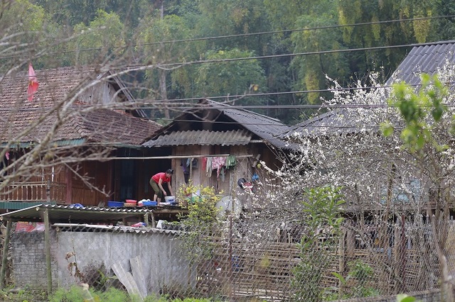 Vẻ đẹp thanh khiết, tinh khôi của hoa mận thu hút khách đến Điện Biên - Ảnh 10.