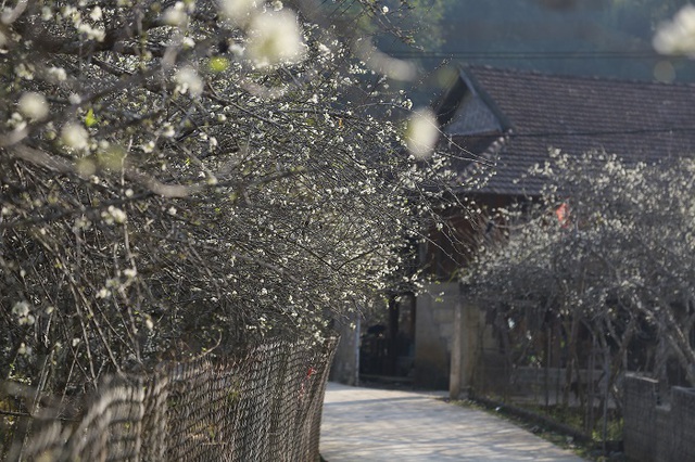 Vẻ đẹp thanh khiết, tinh khôi của hoa mận thu hút khách đến Điện Biên - Ảnh 8.