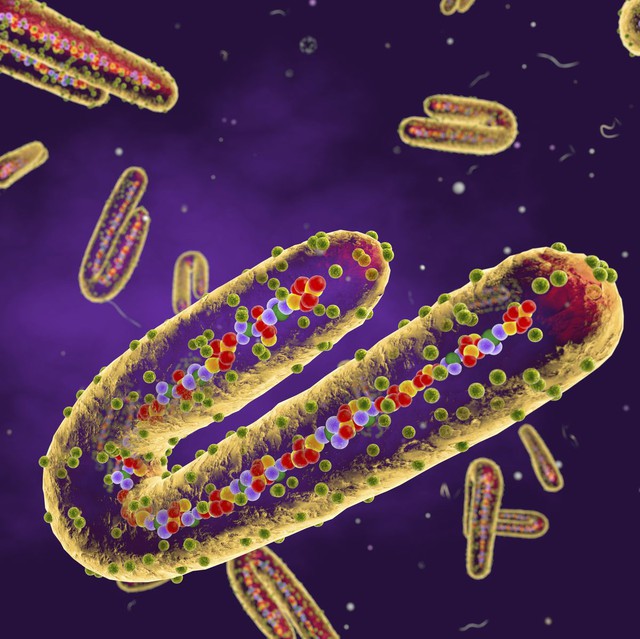 Lịch sử bùng phát bệnh do virus Marburg (MVD) - Ảnh 1.