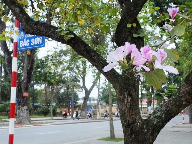 Những địa điểm check-in đẹp nhất Hà Nội mùa cây thay lá, mùa hoa khoe sắc thắm - Ảnh 11.