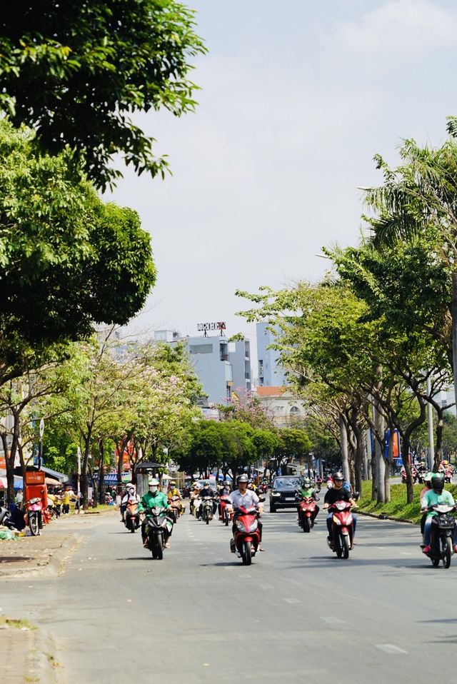 Hoa kèn hồng những ngày cuối mùa làm nao lòng người Sài Gòn - Ảnh 2.