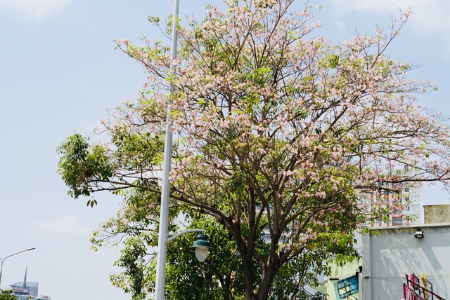 Hoa kèn hồng những ngày cuối mùa làm nao lòng người Sài Gòn - Ảnh 10.