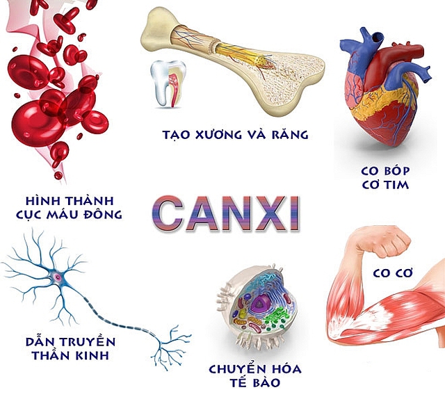 Không chỉ cần thiết cho bộ xương khỏe mạnh, canxi còn có nhiều tác dụng đặc biệt khác đối với cơ thể con người - Ảnh 2.