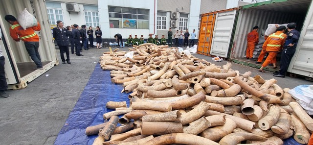 Lô hàng ngà voi nhập lậu được phát hiện tại cảng Nam Hải Đình Vũ sáng 20/3. Ảnh: Đại An