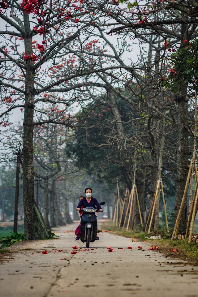 Video: Chiêm ngưỡng con đường hoa gạo đẹp nhất Hà Nội những ngày bung nở như tranh - Ảnh 7.