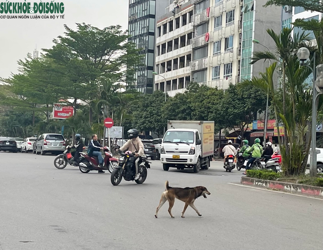 Ám ảnh chó thả rông, không rọ mõm - Ảnh 1.