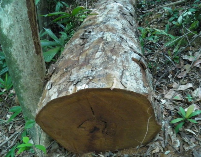 Khởi tố vụ án phá rừng tại tỉnh Quảng Bình - Ảnh 1.
