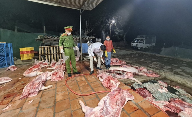 Thu mua hơn 1 tấn lợn chết về mổ để mang đi tiêu thụ - Ảnh 1.