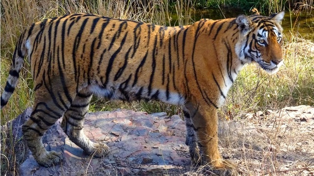 Quần thể hổ có nguy cơ tuyệt chủng của Ấn Độ đang hồi phục - Ảnh 1.
