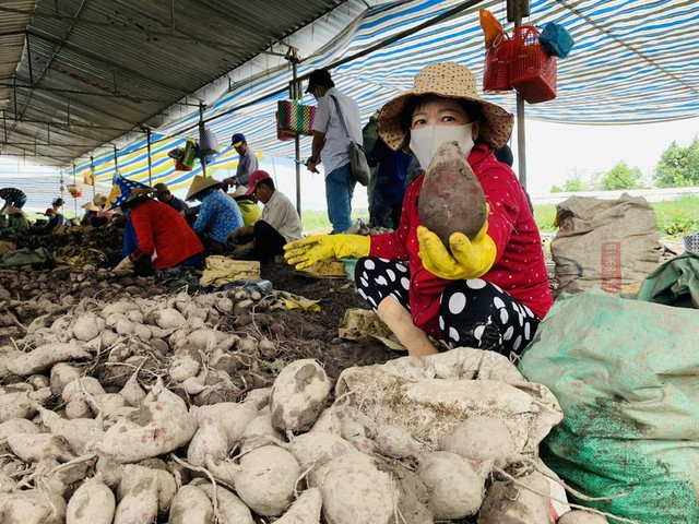 Loại củ dân giã từng 'rẻ như cho', chuẩn bị được xuất khẩu chính ngạch sang Trung Quốc - Ảnh 3.