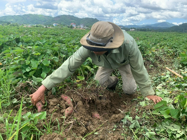 Loại củ dân giã từng 'rẻ như cho', chuẩn bị được xuất khẩu chính ngạch sang Trung Quốc - Ảnh 1.