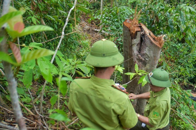 Nhiều cây rừng tự nhiên ở huyện miền núi Quảng Trị bị đốn hạ - Ảnh 1.