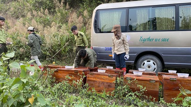 Tái thả số lượng lớn tê tê về tự nhiên - Ảnh 6.