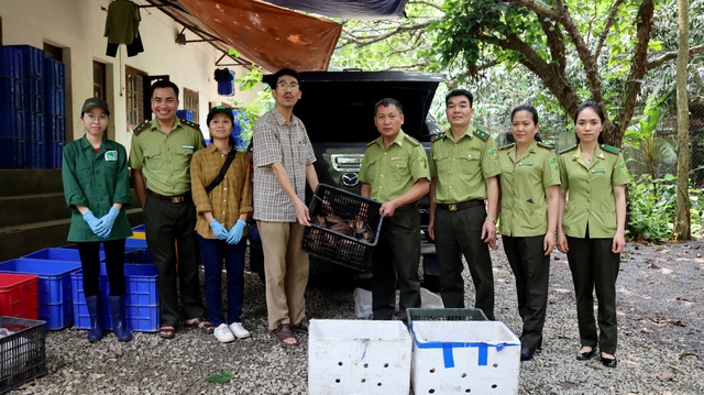 Gần 100 cá thể Rùa xa nhân được giải cứu  - Ảnh 1.