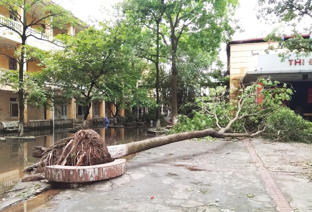 Cần rà soát cây xanh trong sân trường tránh tai nạn đáng tiếc.