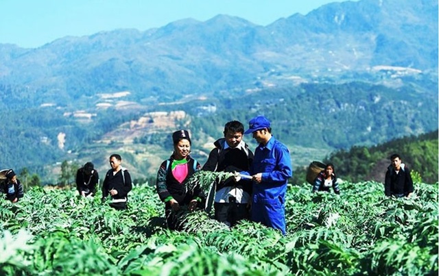 Cần làm gì để bảo tồn, khai thác hiệu quả nguồn dược liệu? - Ảnh 2.