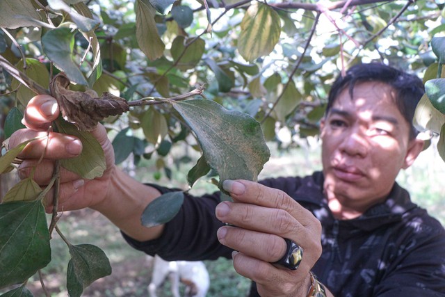 Người trồng táo ở Ninh Thuận được hỗ trợ do bụi  - Ảnh 1.