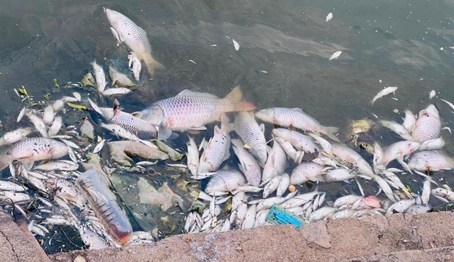 Cá chết nổi trắng hồ điều hòa lớn nhất TP Hà Tĩnh - Ảnh 2.