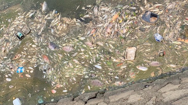 Số lượng cá chết rất nhiều và đang trong quá trình phân hủy khiến môi trường nước, không khí bị ô nhiễm.