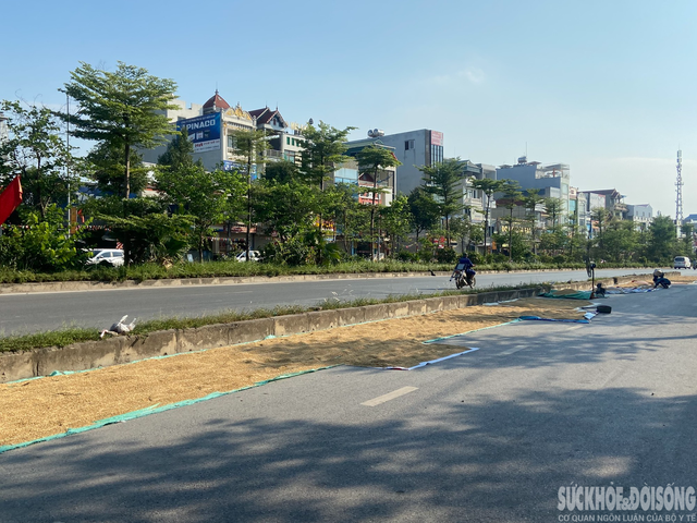 Người dân &quot;tùy tiện&quot; phơi thóc lúa trên đường, tiềm ẩn nhiều nguy hiểm - Ảnh 3.