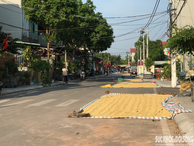 Người dân &quot;tùy tiện&quot; phơi thóc lúa trên đường, tiềm ẩn nhiều nguy hiểm - Ảnh 6.