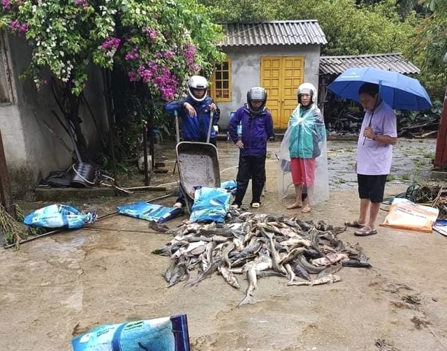 Lũ quét tại Lai Châu cuốn trôi hàng chục tấn cá tầm - Ảnh 2.