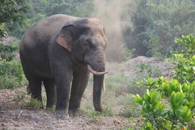 Quần thể voi rừng đang suy giảm nghiêm trọng về số lượng.
