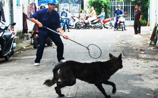 Hà Nội: Tăng cường hoạt động bắt chó thả rông trong các khu đô thị - Ảnh 2.