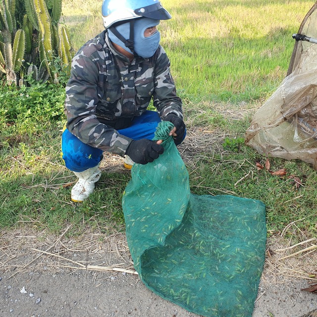 Vượt gần 100km săn 'tôm bay' giữa nắng nóng - Ảnh 3.