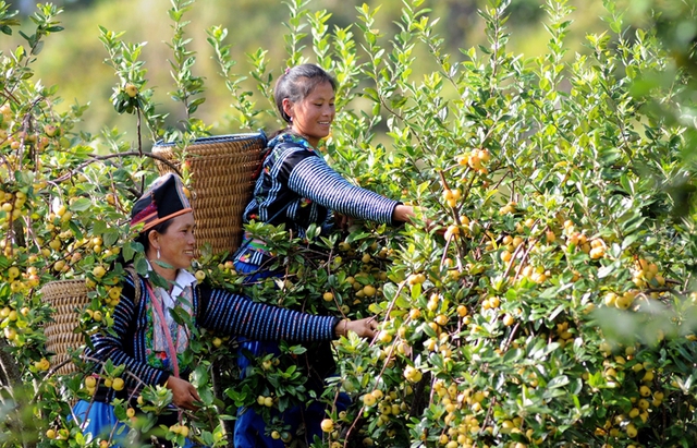 Cấp một số ấn phẩm báo, tạp chí cho vùng đồng bào dân tộc thiểu số và miền núi - Ảnh 1.