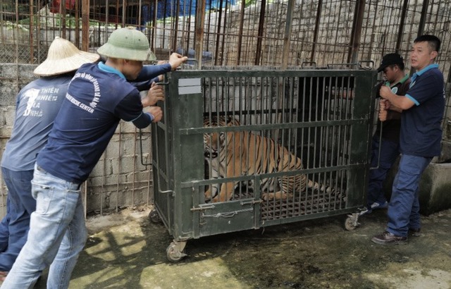 Bàn giao 6 con hổ được nuôi nhốt gần 20 năm - Ảnh 1.