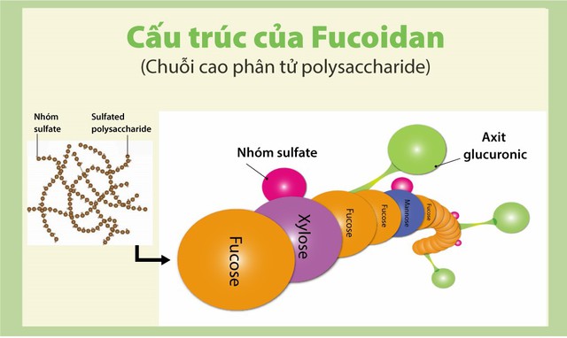 Cơ chế hỗ trợ hạn chế quá trình oxy hóa của Fucoidan - Ảnh 2.