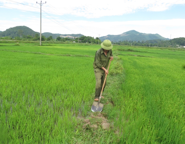 Nghệ An: Người nông dân đội nắng chờ nước để cứu ruộng lúa - Ảnh 1.
