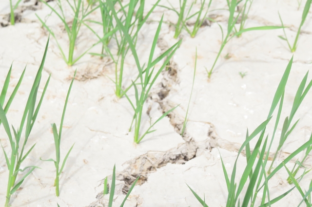 Nghệ An: Người nông dân đội nắng chờ nước để cứu ruộng lúa - Ảnh 5.