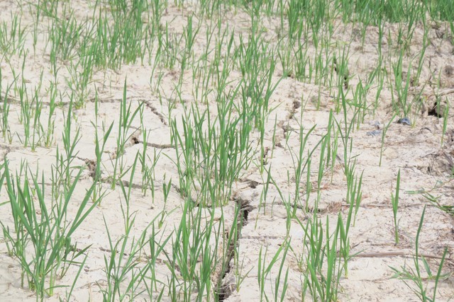 Nghệ An: Người nông dân đội nắng chờ nước để cứu ruộng lúa - Ảnh 3.