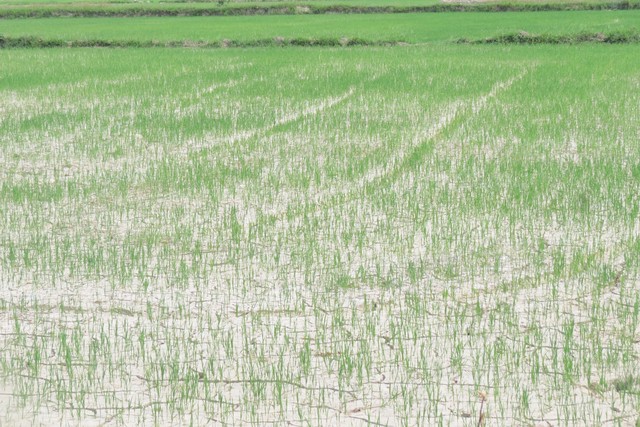 Nghệ An: Người nông dân đội nắng chờ nước để cứu ruộng lúa - Ảnh 6.
