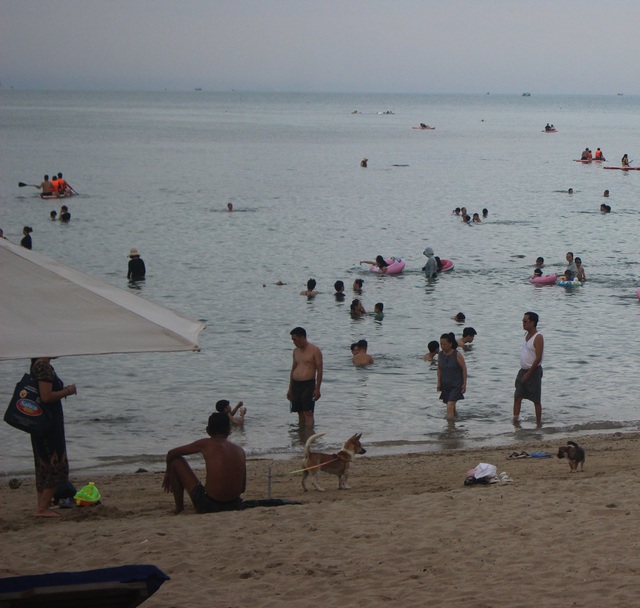 Nha Trang: Cấm chăn thả động vật nuôi trong khu công viên và tắm chung với người dưới bãi biển - Ảnh 1.