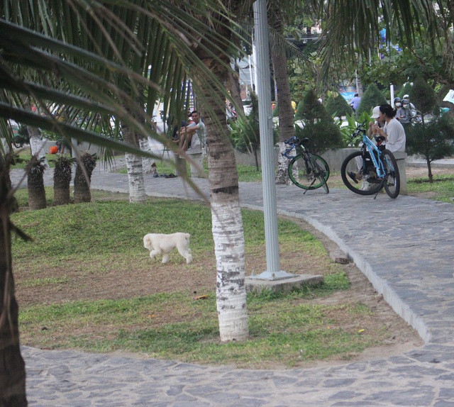 Nha Trang: Cấm chăn thả động vật nuôi trong khu công viên và tắm chung với người dưới bãi biển - Ảnh 3.