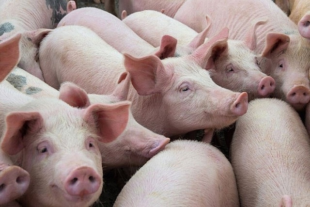 Lợn nhập lậu có nguy cơ ảnh hưởng nghiêm trọng đến sức khỏe, Thủ tướng chỉ đạo ngăn chặn - Ảnh 1.