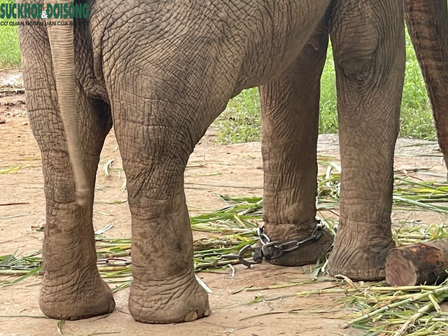 Hai chú voi ở Vườn thú Hà Nội được 'trả tự do' - Ảnh 2.