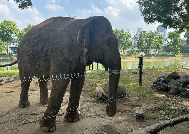 Hai chú voi ở Vườn thú Hà Nội được 'trả tự do' - Ảnh 1.